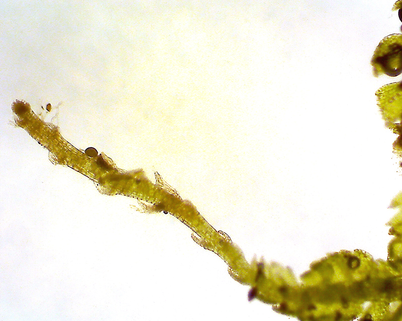 Lepidozia reptans, flagelle